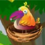 Tropical Birds